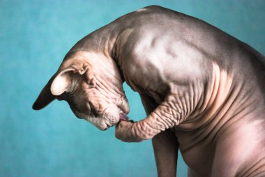 Kanadalı Sphynx kedisi oturuyor ve yüzünü mavi bir duvara karşı pençesiyle yıkıyor. Buruşuk derisi olan kel, kaslı bir kedi. Hipoalerjenik, alışılmadık, evcil hayvanlar. Metnin için yer.
