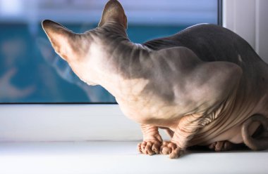 Kanadalı bir Sphynx kedisi pencere eşiğinde oturur ve pencereden dışarı bakar. Evde buruşuk derili hipoalerjenik hayvanlar. Kedinin yüzünü göremiyorum, namlu pencereye yansıyor. Metin için yer.