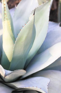 Dikenli güzel mavi-yeşil agave yaprakları, kuşkonmaz arka plan ve dokuları. Meksika 'nın egzotik bitkileri farmakolojide kullanılıyor, kozmetik ürünler üretiliyor. Kaktüs ve sulu.