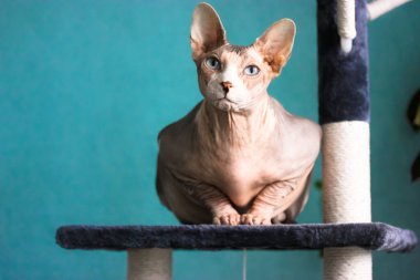 Mavi gözlü güzel bir Kanadalı Sphynx kedisi çizik kulesinde oturuyor..