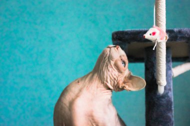 Kanadalı Sphynx kedisi kazı kazanın tepesinde oturan oyuncak bir fareyle oynar.. 