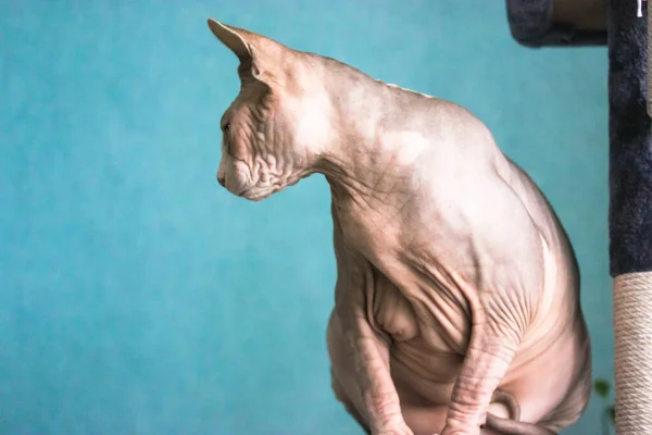 A beautiful Canadian Sphynx cat is sitting on a scratching tower. Bald cat.