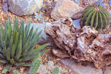 Tropikal bir botanik bahçesinde, serada, serada çiçek açan sulu kaktüsler ve kaktüsler. Lezzetli bileşenler, kaktüsler, taşlar ve pürüzler, üst manzara, düz. Rock Garden. Sinematik filtre. 