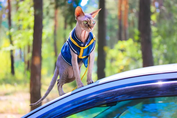 Güneşli bir günde yeşil çam parkında mavi ceketli gri Kanadalı bir Sphynx kedisi. Yeşil gözlü, güzel kel bir kedinin portresi, arabanın üstünde komik bir şekilde duruyor. Hayvan giysisi. Metin için yer