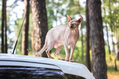 Sıcak ve güneşli bir günde yeşil çam ormanında gri bir Kanada Sphynx kedisi. Yeşil gözlü güzel kel bir kedinin portresi, beyaz arabanın üstünde duruyor. Dışarıda yürüyen evcil bir kedi..