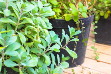 Siyah plastik kaplarda dekoratif çiçekler balkondaki ahşap zeminde, terasta duruyorlar. Sıcak sarı-yeşil tonlama. Sinema etkisi. Küçük pürüzsüz yapraklı egzotik bitkilerin bakımı