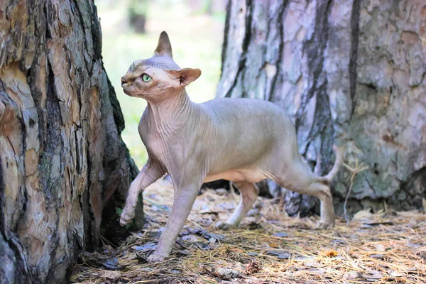 A gray Canadian Sphynx cat with a raised paw in the pine park in sunny day. Portrait of a beautiful bald cat with green eyes on a walk with ears perked up looking away with interest.