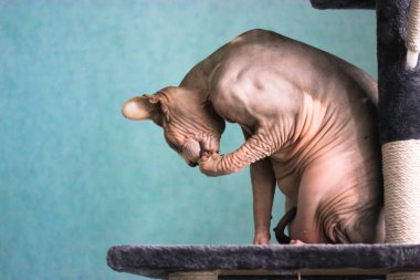 Kanadalı Sphynx kedisi tırmalayan bir kulede patisiyle yüzünü yıkıyor..