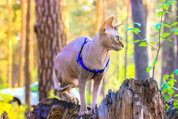 A beautiful Canadian Sphynx cat with green eyes is sitting on a stump in the pine wood in a sunny day. Walking with a pet, active pastime, exploring the world. Bald cat on a blue leash with a helmet.