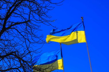 Güneşli bir günde mavi arka planda izole edilmiş büyük sarı-mavi Ukrayna bayrakları. Bayraklar peş peşe. Bağımsız bir Avrupa ülkesinin sembolü. Ukrayna Anayasa Günü, Kyiv.