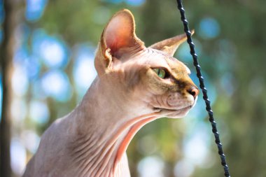 Yeşil bir bahar ormanının veya parkın arka planında yaşayan güzel Kanada Sphynx kedisi. Yeşil gözlü, güzel kel bir kedi ve araba antenini koklayan buruşuk bir cilt. Vahşi bir hayvanın portresi.. 