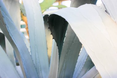 Dikenli, kuşkonmaz arkaplan ve dokuları olan güzel mavi-yeşil bir agave yaprağı. Meksika 'nın egzotik bitkileri farmakolojide kullanılıyor, kozmetik ürünler üretiliyor. Kaktüs ve sulandırıcılar yakın çekim.