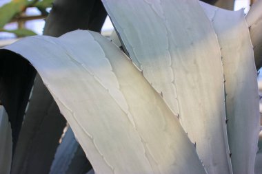 Dikenli, kuşkonmaz arkaplan ve dokuları olan güzel mavi-yeşil bir agave yaprağı. Meksika 'nın egzotik bitkileri farmakolojide kullanılıyor, kozmetik ürünler üretiliyor. Kaktüs ve sulandırıcılar yakın çekim.