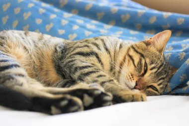 Genç bir kahverengi tekir kedisi beyaz yatak örtüsünün üzerinde tatlı tatlı uyuyor. Yurtiçi Kısa Hava Kedi Yetiştirme. Dünya Uyku Günü konsepti. Yüksek kalite fotoğraf