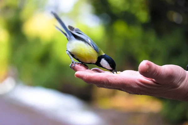 Tit eats food from the hand of an elderly person in a green forest in the sunny spring day. Bird lovers, birdwatching. A beauty of the environment nature. Ornithology, International bird day concept.