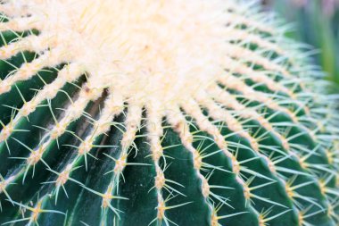 Golden barrel cactus or Echinocactus grusonii top view. Succulent plant common in Mexico. Species of the genus Echinocactus in the Cactus family. A popular houseplant. Spiny, green cactus spikes. clipart