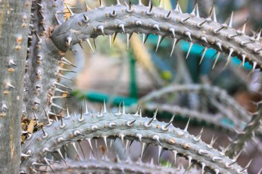 Vahşi doğada dikenleri uzun sert dikenli yeşil kaktüsler. Güney Amerika ve Kuzey Amerika 'nın çorak bölgelerine özgü uzun ömürlü çiçekli bir bitki ailesi. Yeni Dünya 'nın tehlikeli bitkileri. 