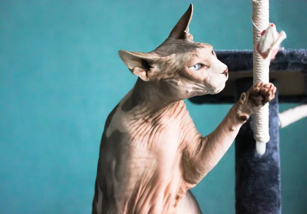 Grey Canadian Sphynx cat with blue eyes is playing with a toy mouse sitting on the scratcher against blue wall. The bald wrinkled cat lifted his paw up, while hunting. Hypoallergenic pets.