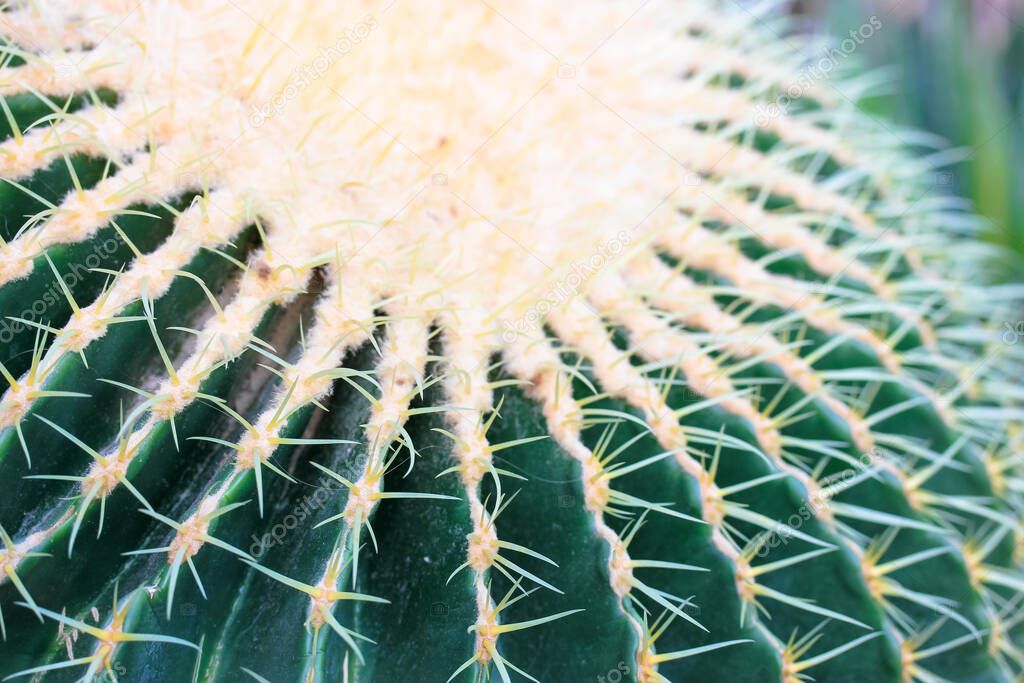 Golden barrel cactus or Echinocactus grusonii top view. Succulent plant common in Mexico. Species of the genus Echinocactus in the Cactus family. A popular houseplant. Spiny, green cactus spikes.