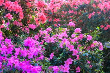 Pembe kırmızı açelya çiçekleri ve çalıların üzerinde yeşil yapraklar. Baharda güzel bir tropikal bahçe. Nisan, Mayıs 'ta Rhododendron çiçek açma mevsimi. Azalea çiçek festivali. Rhododendron Ailesi.