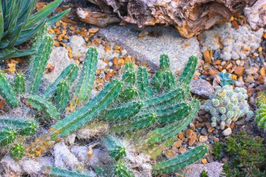Tropikal bir botanik bahçesinde, serada, serada çiçek açan sulu kaktüsler ve kaktüsler. Lezzetli bileşenler, kaktüsler, taşlar ve pürüzler, üst manzara, düz. Rock Garden. Sinematik filtre. 