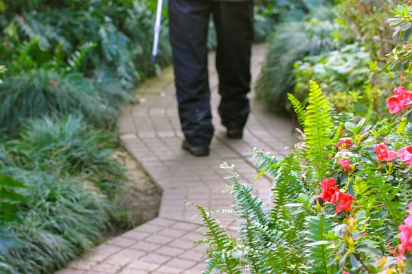 An elderly man with a stick on a walk in a beautiful botanical blooming garden in springtime. A tiled path. Leaves of the fern in focus.