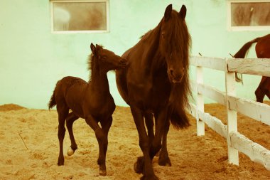 Çayırda anne atı olan neşeli bir tay. Yarış pistinde annesinin yanında küçük bir at koşuyor. Ağıldaki çiftlik hayvanları. Sıcak sinematik bir arkaplan.