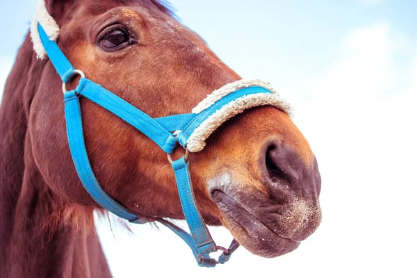 Piękny Brązowy Portret Konia Zbliżenie Błękitne Niebo Niebieska Uzda Gryzie — Zdjęcie stockowe