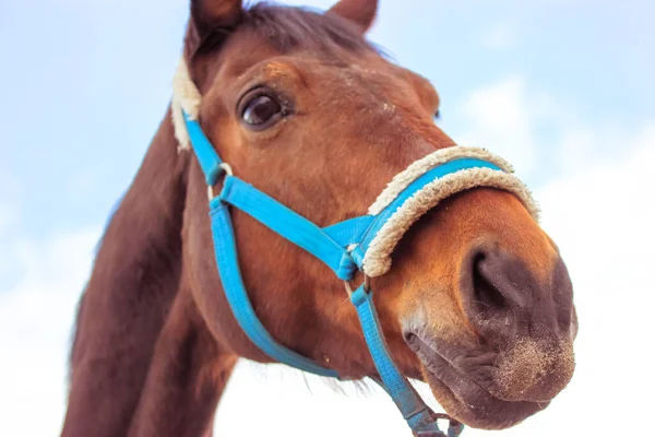 Красивый Смешной Коричневый Портрет Лошади Крупным Планом Фоне Голубого Неба — стоковое фото