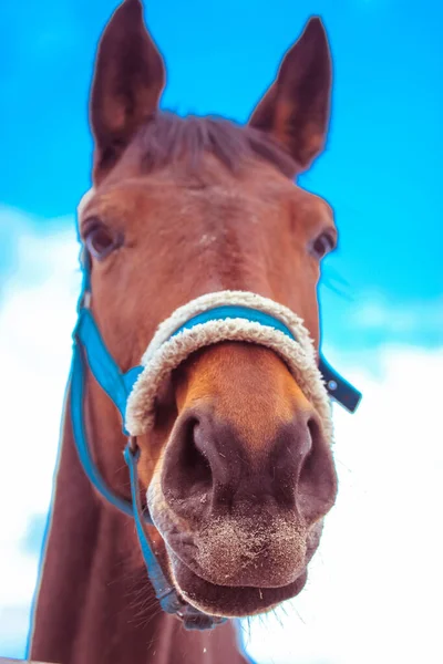 A beautiful funny brown horse portrait close-up against a blue sky. A blue bridle gnawing. Nose and mouth of a beautiful Arabian horse. Farm animals. Livestock theme. Place for text.