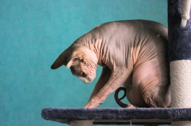 Kanadalı Sphynx kedisi bir şeyle oynuyor, pençe kulesinde oturuyor, kazı kazan yapıyor. Mavi bir duvara karşı modern bir iç mekanda evcil hayvan. Kel ve alışılmadık bir kedinin buruşuk derisi. Metin için yer. 