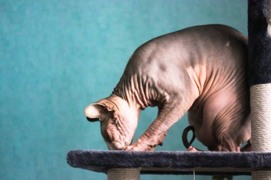 Kanadalı Sphynx kedisi bir şeyle oynuyor, pençe kulesinde oturuyor, kazı kazan yapıyor. Mavi bir duvara karşı modern bir iç mekanda evcil hayvan. Kel ve alışılmadık bir kedinin buruşuk derisi. Metin için yer. 