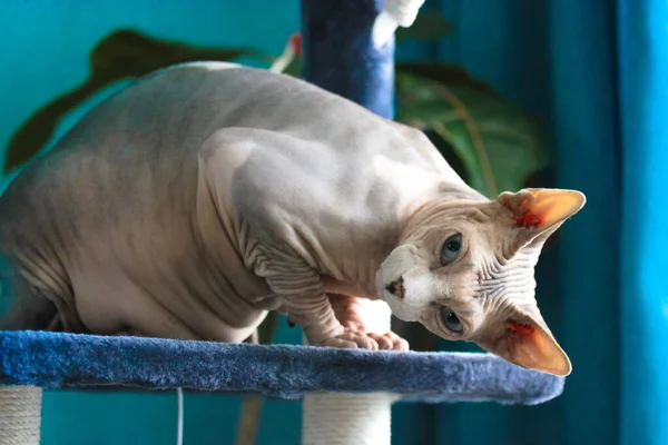 Canadian Sphynx Gato Está Sentado Uma Torre Garra Arranhando Poste — Fotografia de Stock