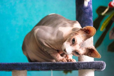 Kanadalı Sphynx kedisi bir pençe kulesinde oturuyor ve komik bir poz veriyor. Mavi bir duvara karşı modern bir iç mekanda evcil hayvan. Kel, alışılmadık bir kedinin buruşuk derisi..