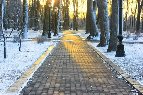 冬の裸の木の間の公園内の石畳の道 日没時に霜の多い天気の人のいない都市公園 自然の冬の風景です 通りには誰もいない — ストック写真