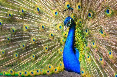 Renkli tüylü Hint tavus kuşu geniş kuyruğunu yayıyor. Güzel bir Hint Ulusal Kuşu, tüyleriyle hayvanat bahçesinde dans ediyor. İnanılmaz kuşlar..