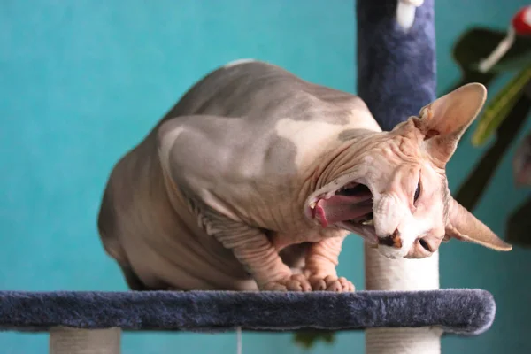 Canadian Sphynx cat is sitting on a scratching post in funny pose and yawning against a blue wall. The wrinkled skin of a bald, unusual cat with closed eyes, open mouth and pink tongue.