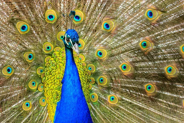 Pavão Indiano Com Penas Coloridas Espalhando Sua Cauda Grande Belo — Fotografia de Stock