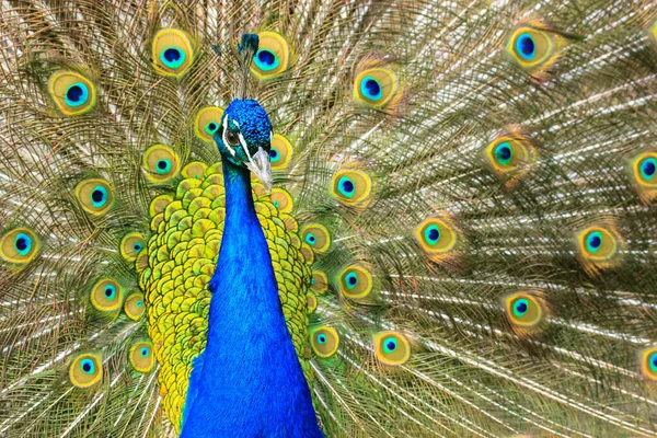 Indian peacock with colorful feathers fan-spreading its large tail. A beautiful Indian National bird is dancing with its feather wide spread in the zoo. Amazing birds.