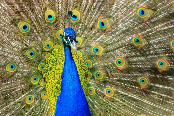 Pavão Indiano Com Penas Coloridas Espalhando Sua Cauda Grande Belo — Fotografia de Stock