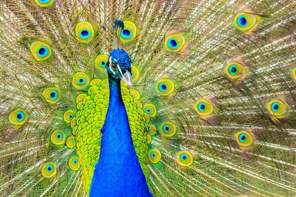 Pavão Indiano Com Penas Coloridas Espalhando Sua Cauda Grande Belo — Fotografia de Stock