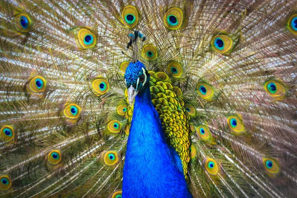 Pavão Indiano Com Penas Coloridas Espalhando Sua Cauda Grande Belo — Fotografia de Stock