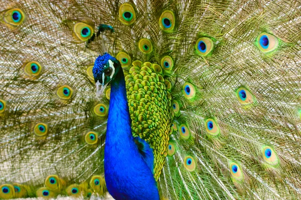 Pavão Indiano Com Penas Coloridas Espalhando Sua Cauda Grande Belo — Fotografia de Stock