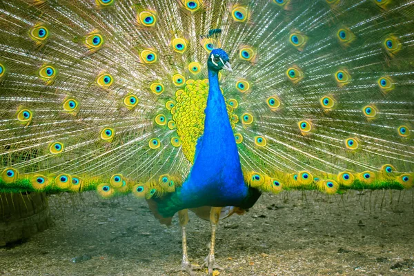 Indian peacock with colorful feathers fan-spreading its large tail. A beautiful Indian National bird is dancing with its feather wide spread in the zoo. Amazing birds.