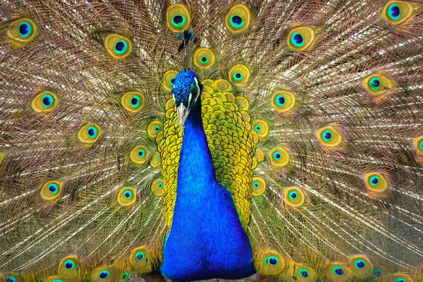 Pavão Indiano Com Penas Coloridas Espalhando Sua Cauda Grande Belo — Fotografia de Stock