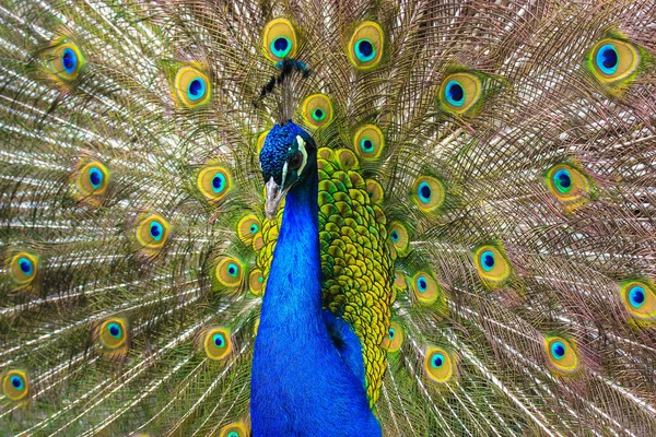 Indian peacock with colorful feathers fan-spreading its large tail. A beautiful Indian National bird is dancing with its feather wide spread in the zoo. Amazing birds.