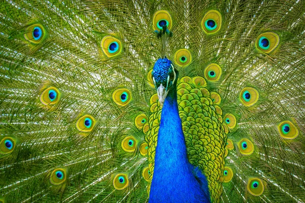 Pavão Indiano Com Penas Coloridas Espalhando Sua Cauda Grande Belo — Fotografia de Stock