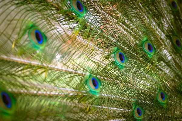 Penas Pavão Azuis Verdes Multicoloridas Close Fundo Textura Cauda Pavão — Fotografia de Stock