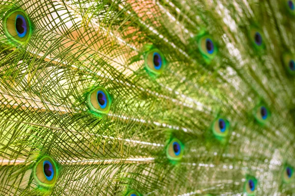 Penas Pavão Azuis Verdes Multicoloridas Close Fundo Textura Cauda Pavão — Fotografia de Stock