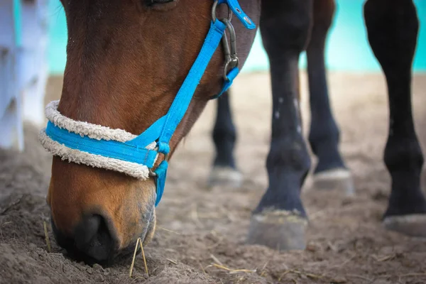 Bay Häst Äter Från Marken Nosen Nära Blå Betsel Pannband — Stockfoto